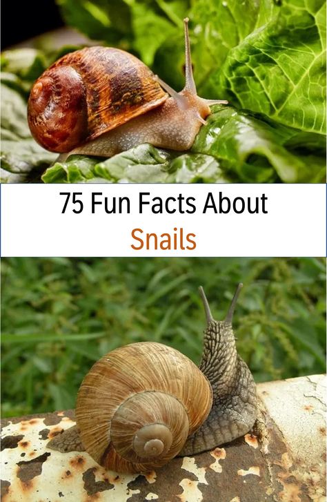 Over 50 amazing fun facts about Snails, 25 fun facts about Snails for kids, plus learn more about where they live, what they eat, what they do, and so much more! #funfacts #snails Types Of Snails, What Do Snails Eat, Snail Party, Snail Facts, Slippery Fish, Snail Image, Garden Snails, Cone Snail, Giant Snail