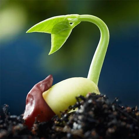 Plant Classification, Heating A Greenhouse, Seed Germination, Herb Seeds, Seed Starting, Organic Farming, Rare Plants, Green Wallpaper, Planting Seeds