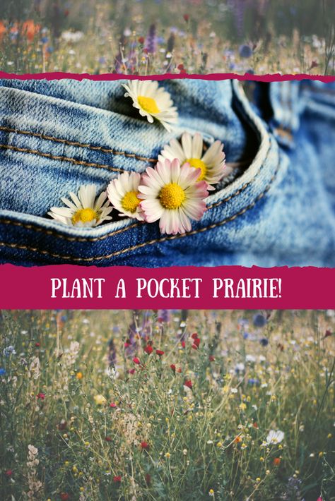 Restore Your Land with a Pocket Prairie – EARTHeim Landscape Design Lexington Kentucky Pocket Prairie, Prairie Design, Prairie Planting, Prairie Garden, Butterflies And Flowers, Lexington Kentucky, Pollinator Garden, Beautiful Flowers Garden, Attract Butterflies