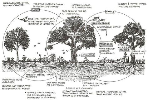 Bill Mollison- Permaculture, A Designers' Manual Bill Mollison, Permaculture Design Course, Planting Fruit Trees, Forest Fruits, Permaculture Design, Aromatic Plant, Food Forest, Forest Garden, Fruit Plants