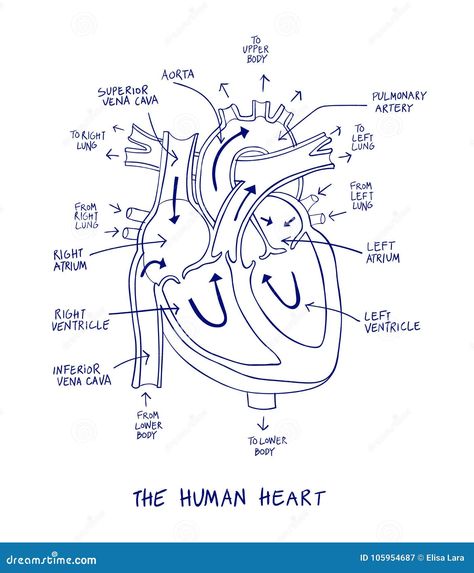 Sketch of human heart anatomy on blue line on a white background. Educational diagram showing blood flow with hand written labels of the main parts. Vector illustration easy to edit Heart Structure Diagram, Simple Heart Diagram, Heart Anatomy Drawing, Human Heart Diagram, Pharmacy Images, Easy Heart Drawings, Medicine Images, Biology Diagrams, Heart Structure