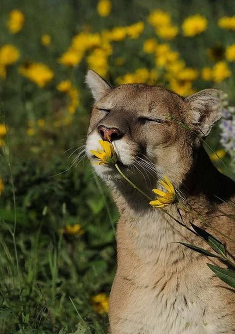 What Cats Can Eat, Mountain Lions, Cute Animal Memes, Mountain Lion, Pretty Animals, Wildlife Photos, Majestic Animals, Animal Pics, Big Cat