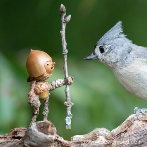 David Bird, Acorn People, Animals In Nature, Acorn Crafts, Fairy Garden Crafts, Providence Rhode Island, Fairy Garden Diy, Animal Behavior, Childrens Crafts