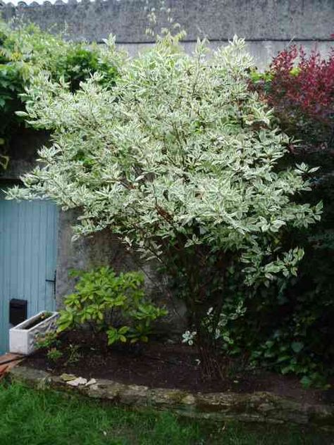 Cornus Alba Sibirica Variegata, Cornus Alba Sibirica, Cornus Alba, Cornus Kousa, Jungle Gardens, Front Garden Design, Green Life, Beautiful Tree, Front Garden