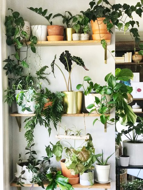 Indoor Plant Wall Indoor Plants Diy, Koti Diy, Indoor Plants Styling, Indoor Plant Wall, Small Indoor Plants, Cactus Decor, Bedroom Plants, Plant Decor Indoor, Plant Stand Indoor