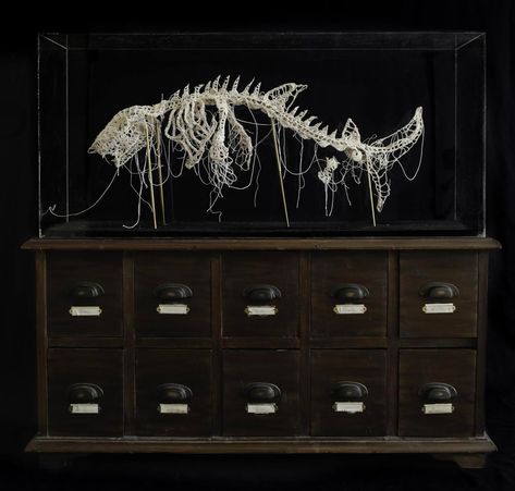 Crocheted Skeletal Figures Preserved Behind Glass by Caitlin McCormack | Colossal Caitlin Mccormack, Small Bedroom Furniture, Colossal Art, Museum Displays, Antique Chest, Visual Culture, A Level Art, Glass Boxes, Display Design