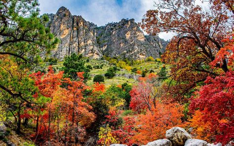 Where to See Texas Fall Colors and Foliage This Year Amid Drought Caddo Lake State Park, Sassafras Tree, Mckinney Falls State Park, Guadalupe Mountains National Park, Guadalupe Mountains, Smoky Mountain National Park, Deciduous Trees, Rocky Mountain National Park, Romantic Getaways