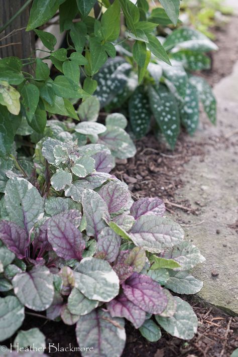 Tiered Shade Garden, Dry Shade Perennials, Shady Rock Garden Ideas, Plants For Dry Sunny Areas, Plants For Dry Shade Under Trees, Deep Shade Garden, Shade Succulents Outdoor, Deep Shade Plants, Tall Shade Plants