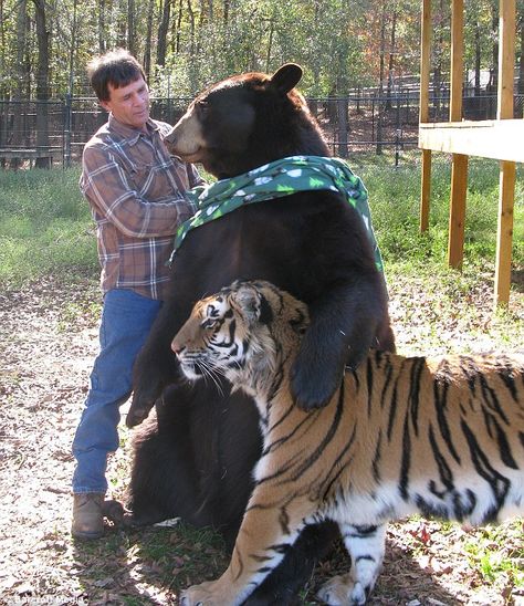 Tiger and Bear..Oh my, there is a lion too! Unusual Animal Friendships, Noahs Ark Animals, Unlikely Friends, Dangerous Animals, Pet Tiger, Animals Friendship, Unusual Animals, Animal Sanctuary, Weird Animals