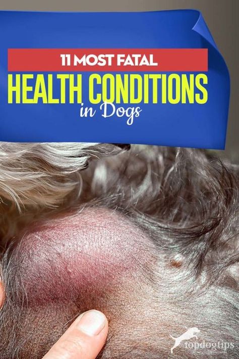 The 11 Most Fatal Dog Health Conditions Dog Illnesses, Dog Remedies, Dog Behavior Problems, Dog Health Tips, Dog Health Care, Dog Care Tips, Healthy Pets, Healthy Dogs, Health Conditions