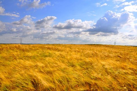 Danish landscape by Cestmann on DeviantArt Danish Landscape, Scenery Photos, Photographer Photo, Landscape Pictures, Photo Canvas, Landscape Photos, Our World, Beautiful Images, Nature Lover