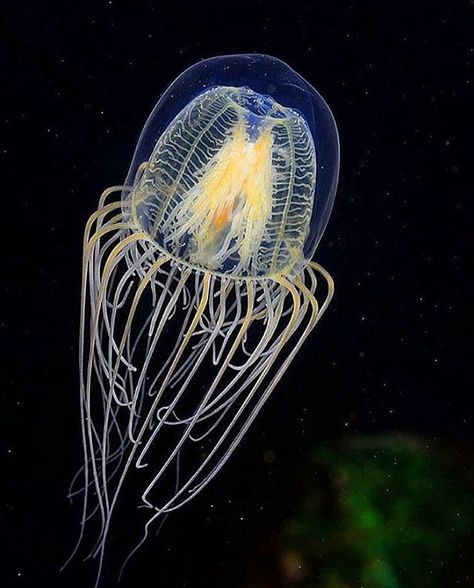 Immortal Jellyfish, Space Jellyfish, Drawing Jellyfish, Cnidaria, Curious Facts, Ocean Creatures, Tattoo Inspo, Bad Timing, Marine Life