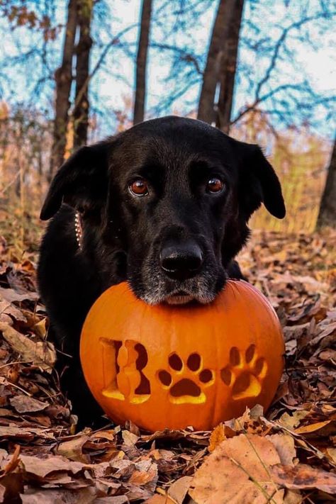 Carved Pumpkins Ideas Easy Cute, Black Lab Pumpkin Carving, Ghost Pumpkins Carvings, Dog Carved Pumpkins Ideas, Pet Pumpkin Decorating, Dog Themed Pumpkin Carving, Easy But Cool Pumpkin Carving Ideas, Puppy In Pumpkin, Dog Pumkin Ideas