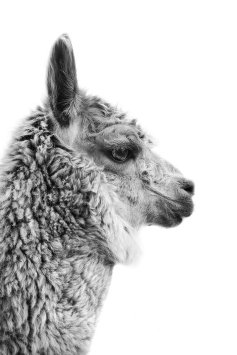 majestic llama phtoto Teenage Retreat, Creature Anatomy, Alpaca Animal, Photography Texture, Llama Art, Llama Arts, Alpaca Stuffed Animal, Charcoal Drawings, Llama Drama