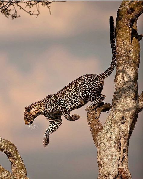 @animalsocialcompany posted to Instagram: Swinging in action to catch up the yummiest snack.  #bigcat #bigcats #leopard #leopards, #saveafricananimals #wildcats #bigcatsofinstagram #ig_africa #africanamazing #africanwildlife #africansafari #exclusive_animals Regnul Animal, Airbrush Art, Majestic Animals, Cheetahs, African Animals, Leopards, Nairobi, Animal Planet, Exotic Pets