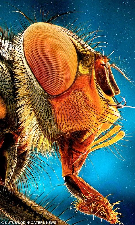 Magnified images which make creepy crawlies look like dinosaurs  | Daily Mail Online Scared Of Flying, Macro Photography Insects, Magnified Images, Macro Pictures, Microscopic Photography, Small Creatures, Bognor Regis, Micro Photography, Cool Insects