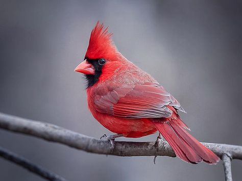 Peppermint Princess, Red Robin Bird, Interesting Birds, Robin Birds, Illustrated Alphabet, Wonderland Aesthetic, Christmas Birds, Winter Backdrops, Fruit Picture