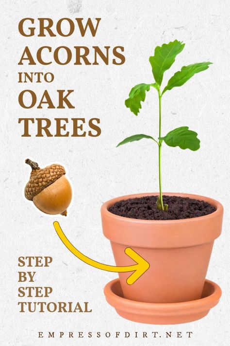 Use these step-by-step instructions to grow an acorn into an oak tree. Find out how to choose the best acorns in fall and follow the tutorial to sprout the seed, grow it into a sapling, and plant it in your garden. How To Start A Tree From An Acorn, Grow Oak Tree From Acorn, How To Propagate Acorns, How To Plant An Oak Tree From An Acorn, How To Sprout An Acorn, Growing Oak Trees From Acorns, How To Grow Oak Trees From Acorns, Planting Acorns Oak Tree, How To Plant Acorns