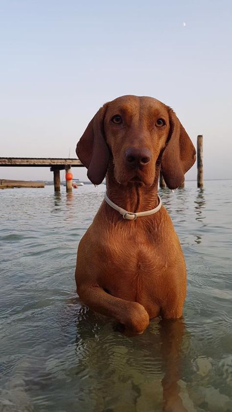 Hungarian Dog, Vizsla Dog, Redbone Coonhound, Beautiful Dog Breeds, Hungarian Vizsla, Vizsla Dogs, Vizsla Puppies, Weimaraner, Hound Dog