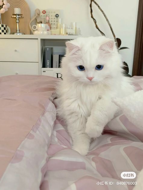 Cute White Fluffy Cat, Big White Cat, Ragdoll Cat Aesthetic, White Ragdoll Cat, Fluffy Cats, Dream's Cat, Fluffy Kittens, Cute Cats Photos, White Kittens