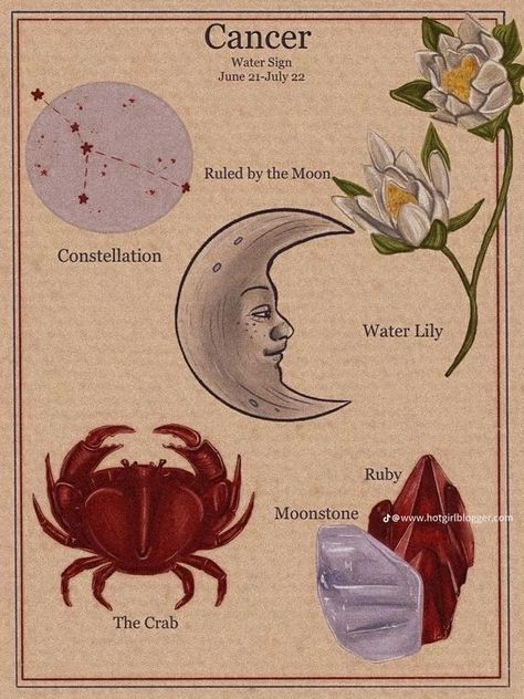 Astrology Art, Zodiac Signs Astrology, Arte Sketchbook, Zodiac Art, Astrology Zodiac, Astrology Signs, Star Signs, Zodiac Sign, Vintage Posters