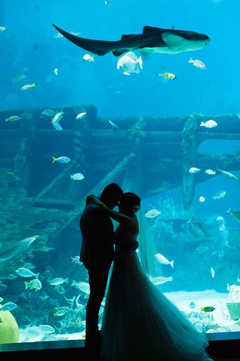 Aquarium Wedding Photos, Florida Aquarium Wedding, Aquatic Wedding, Ocean Themed Wedding, Christ Centered Wedding, Ocean Wedding Theme, Little Mermaid Wedding, Aquarium Pictures, Aquarium Wedding