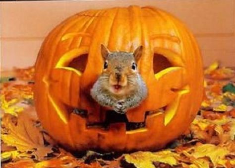 Squirrel Pictures, Squirrel Funny, Fun Pics, Cute Squirrel, A Squirrel, Halloween Card, Little Critter, Halloween Animals, Hamsters