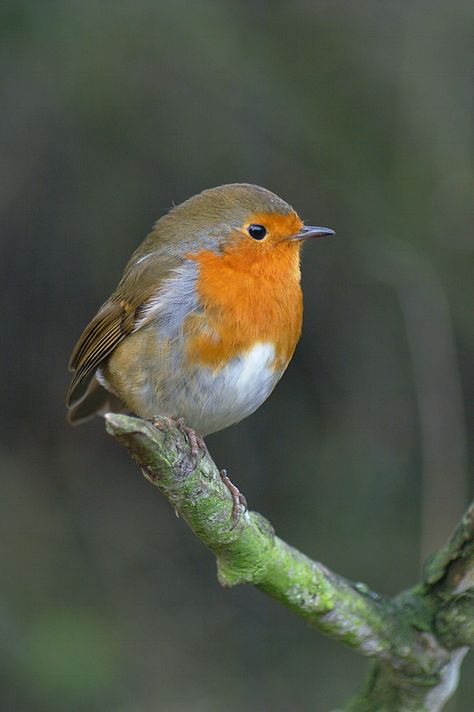 Robin at Denmark Farm. To celebrate the festive season, and to raise funds for our continued conservation work, on Wednesday 10th December 2014 at 7pm Denmark Farm Conservation Centre will be opening its doors to friends and supporters for a fantastic evening of local produce, drinks, music and magic. Bird Reference, European Robin, Robin Bird, Reference Pictures, Nature Birds, Bird Pictures, Bird Drawings, Pretty Birds, Bird Photo