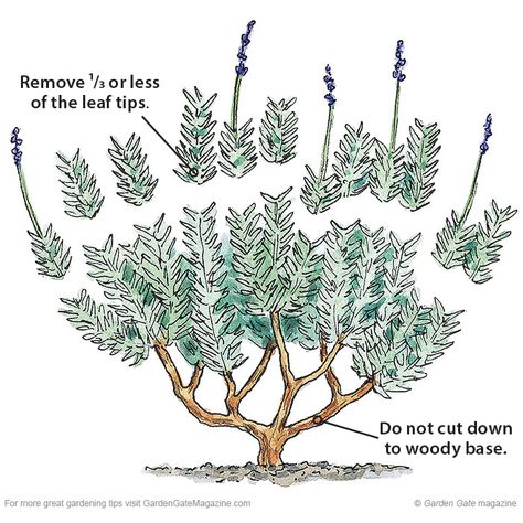 Clean up lavender, easy trimming guide Spring Pruning, Lavender Bush, Growing Lavender, Lavender Garden, Lavender Plant, Have Inspiration, My Secret Garden, Gardening Plants, Gardening Landscaping