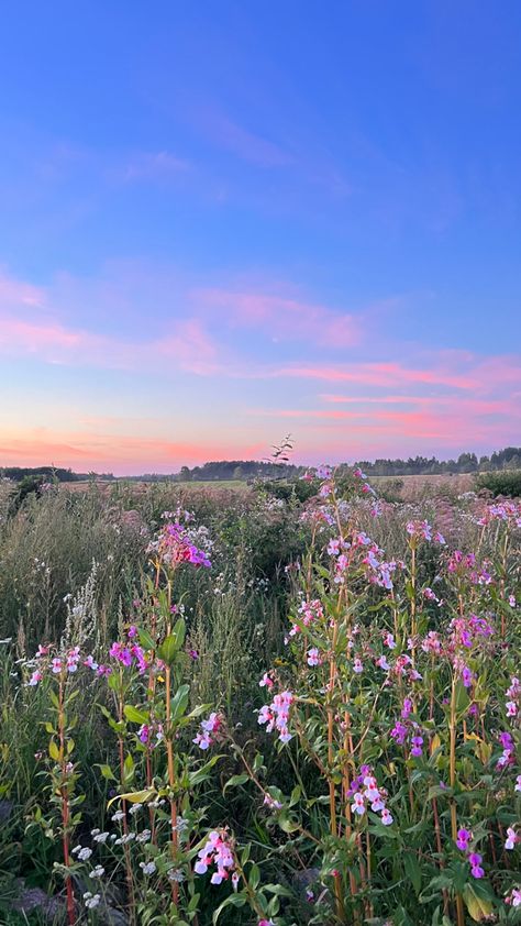 Flower Field Wallpaper Iphone, Flower Field Iphone Wallpaper, Flower Field Wallpaper, Ipad Homescreen Wallpaper, Flower Field Sunset Aesthetic, Pink Flower Field Wallpaper, Sunset Over Flower Field, Ipad Homescreen, Beautiful Field