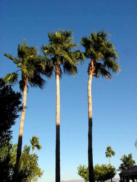 Yuma, AZ : 3 Palm Trees photo, picture, image (Arizona) at city-data.com Yuma Az, Trees Photo, Yuma Arizona, Sea To Shining Sea, Photo Tree, Palm Trees, Arizona, Trees, Collage