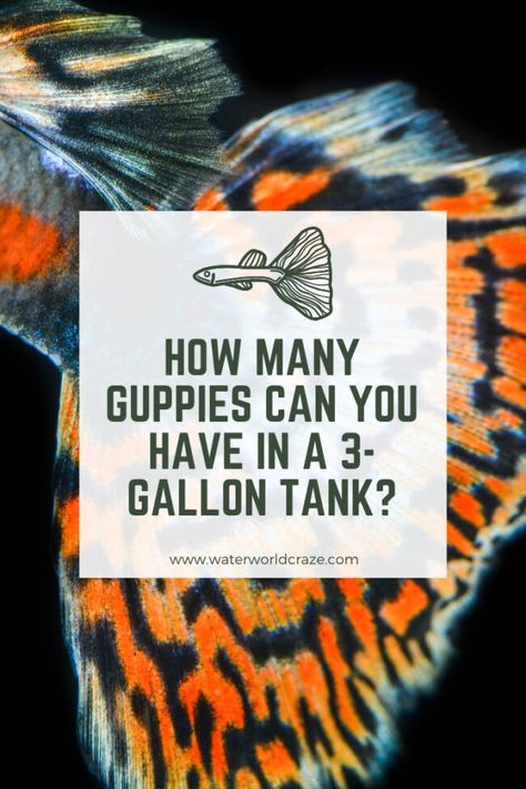 How Many Guppies Can You Have In A 3-Gallon Tank? | Waterworld Craze Guppies Fish Tank, Guppy Aquarium Ideas, Guppy Tank Setup, 3 Gallon Fish Tank Ideas, Guppies Fish Tank Ideas, Guppy Fish Tank Ideas, Guppy Tank Ideas, 3 Gallon Fish Tank, Endler Guppy