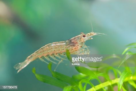 1,412 Ocean Shrimp Photos and Premium High Res Pictures - Getty Images Fish Diet, Pet Shrimp, Amano Shrimp, Florida Fish, Community Tanks, Surviving In The Wild, Intracoastal Waterway, Aquatic Animals, Saltwater Aquarium