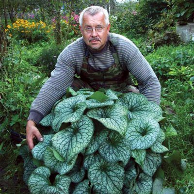 Brunnera 'Alexander's Great' Brunnera Macrophylla, American Meadows, Shade Garden Plants, Green Veins, Deer Resistant Plants, Landscape Plants, Shade Perennials, Monstera Plant, Hardy Perennials