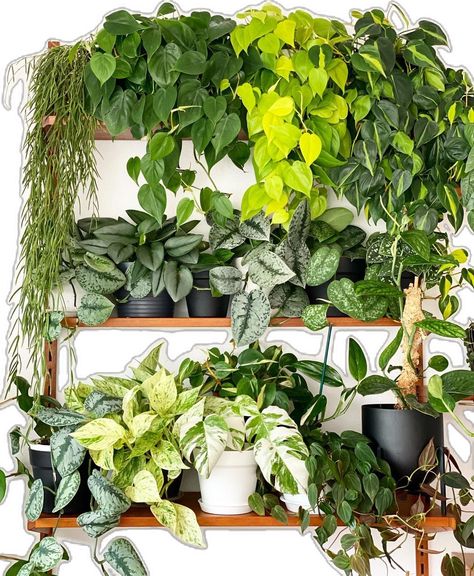 Plant Shelf Decor, Indoor Plant Hacks, Houseplants Decor, Easy Indoor Plants, Indoor Plants Styling, Philodendron Plant, Indoor Trees, Pothos Plant, Trailing Plants