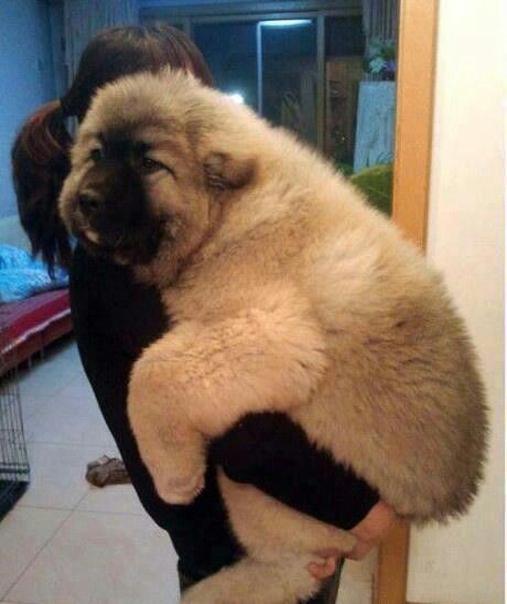 BIG baby!! Russian Bear Dog, Caucasian Shepherd Dog, Big Fluffy Dogs, Caucasian Shepherd, Teddy Bear Puppies, Huge Dogs, Terra Nova, Giant Dogs, Bear Dog