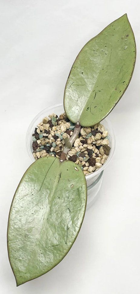 Rare Hoya Plant Varieties, Hoya Obscura, Hoya Silver Dollar, Hoya Lacunosa Silver, Rare Hoya, Hoya Plant, Plant Propagation, Silver Dollar, Propagating Plants