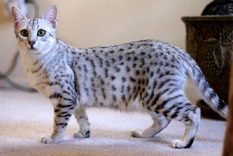 10 Things You Didn't Know about the Egyptian Mau Mau Cat, Egyptian Drawings, Cat References, Domestic Cat Breeds, Egyptian Mau, Cat Reference, Cat Pose, Dr Stone, Cat Facts