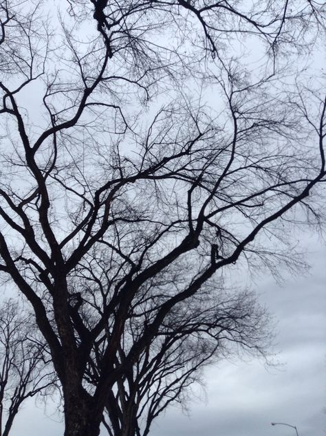 Leafless tree silhouettes Leafless Tree, Tree Silhouette, Places To Visit, Trees, Black And White