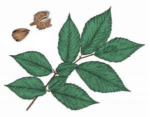 Beech Tree Leaves, Beech Leaves, Beech Nut, Southeast Missouri, Tree Seedlings, Tissue Types, Sunken Garden, Beech Tree, Sandy Soil