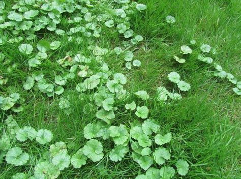 HOW TO KILL Creeping Charlie (Glechoma hederacea): It is a perennial ground cover that has been a thorn in the side of homeowners and professional lawn care companies alike for many years. In Minnesota, you can find it growing in full shade, partial shade, and even in the full... Creeping Charlie, Fall Lawn Care, Fall Lawn, Perennial Ground Cover, Biennial Plants, Aerate Lawn, Weeds In Lawn, Lawn Care Tips, Garden Weeds