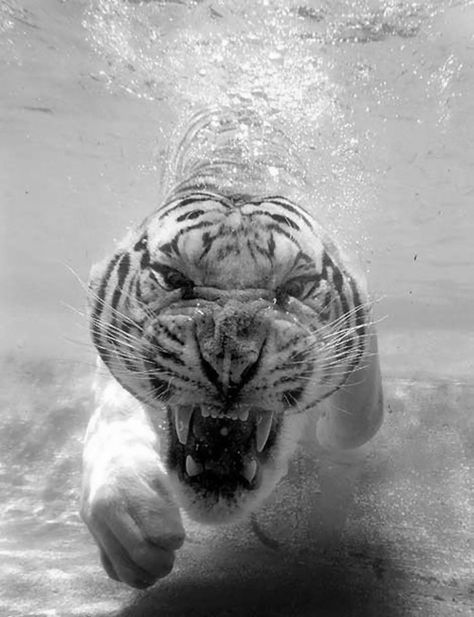 Photo Tiger Spirit Animal, Tiger Photo, Motivation Pictures, Shark Drawing, Tiger Wallpaper, Tiger Shark, Bad Cats, Under Water, White Tiger