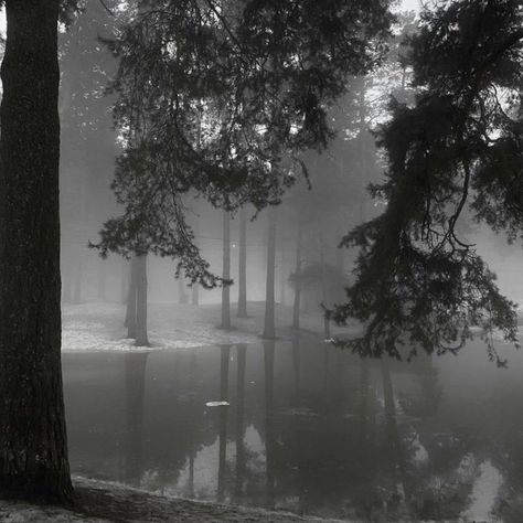 Foggy Forest, Dark Paradise, The Fog, Winter Aesthetic, Dark Forest, Nature Aesthetic, White Aesthetic, Pretty Places, Dark Aesthetic