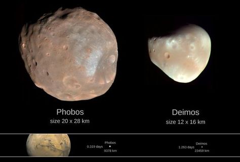 Comparison Graph/Chart between Phobos and Deimos and their relative distance to Mars Olympus Mons, Moon Facts, Mars Moons, Impact Crater, Gulliver's Travels, Venus And Mars, Space Facts, Moon Drawing, Look At The Sky