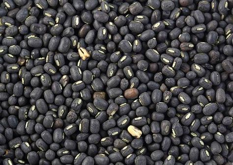 Urad, also referred to as urad dal, udad dal, urd bean, urd, urid, black matpe bean, black gram, black lentil (not to be confused with the Black Gram, Black Lentils, Types Of Beans, Mung Bean, Bean Recipes, Food Industry, Garden Seeds, Lentils, Seeds