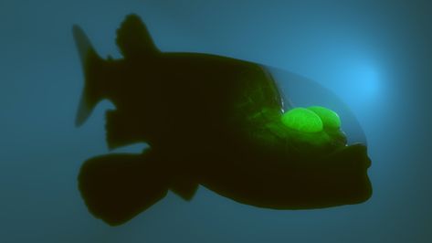 Barreleye Fish, Red Lipped Batfish, Beaked Whale, Ancient Fish, Transparent Fish, Bizarre Animals, Monterey Bay Aquarium, Deep Sea Creatures, Deep Sea Fishing