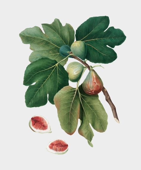 Common fig from pomona italiana illustra... | Free Vector #Freepik #freevector #background #vintage #green #vintage-background Ficus Carica, Fruit Artwork, Fig Fruit, Fruit Wall Art, Antique Botanical Print, Free Illustration Images, Illustration Botanique, Fig Leaves, Tree Drawing