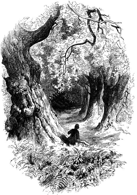 Forest Scene Forest Drawing Ink, Black And White Landscape Illustration, Rainy Forest Drawing, Forest Illustration Black And White, Fantasy Forest Sketch, Black And White Forest Drawing, Forest Plants Drawing, Forest Sketch Pencil, Woods Drawing Forests