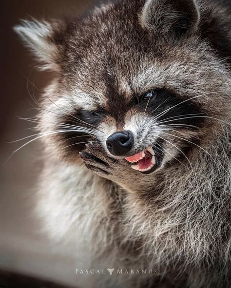 Angry Raccoon, Raccoon Teeth, Racoon Funny, Baby Racoon, Raccoon Art, Visual Style, Animal References, Art Study, Dark Art Tattoo