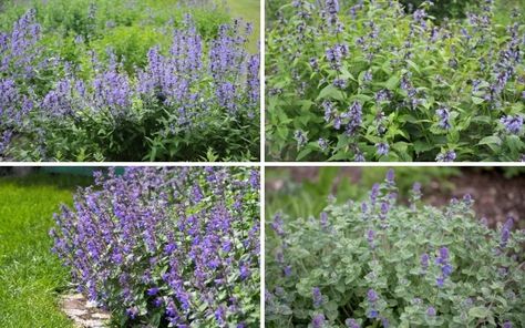 5 Different Types of Catmint (Plus Care Tips) - Garden Lovers Club Catmint Plant Landscaping, Cat Mint Plant, Catmint Plant, Viking Garden, Plants For Full Sun, Full Sun Garden, Cat Mint, Fuchsia Plant, Long Blooming Perennials